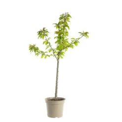 New BOTANIC® Cerisier Griotte De Montmorency. Le pot de 12 litres, forme gobelet