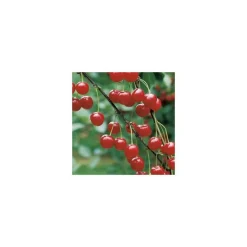 Outlet BOTANIC® Cerisier Griotte De Montmorency. En racine nue, forme gobelet