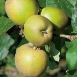 Online BOTANIC® Cerisier Griotte De Montmorency. Le pot de 15 litres, forme 1/2 tige