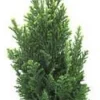 Hot Chamaecyparis Law Elwoodii - Le pot de 10,5 cm