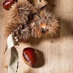 Outlet BOTANIC® Chataignier Bouche De Betizac. Le pot de 15 litres