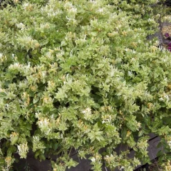 Sale Chevrefeuille JAPONICA MINT CRISP®. Le pot de 4 litres