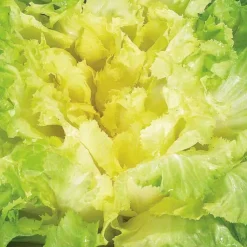 BOTANIC® Chicoree Scarole Seance Bio. La barquette de 12 plants