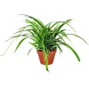 New Chlorophytum – Pot en terre 14 cm de diamètre