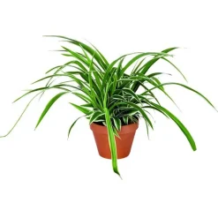 New Chlorophytum – Pot en terre 14 cm de diamètre