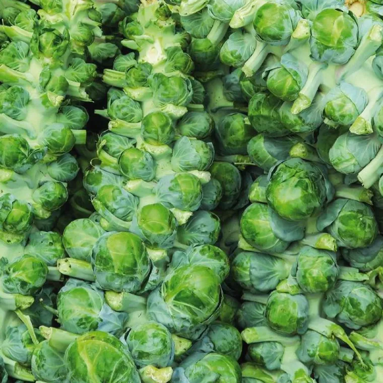 Online BOTANIC® Chou De Bruxelles Nautic Bio. La barquette de 3 plants