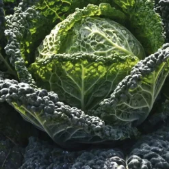 Sale BOTANIC® Chou De Milan Cantasa Bio. La barquette de 3 plants