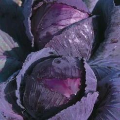 New BOTANIC® Chou Rouge Romanov Bio. La barquette de 3 plants