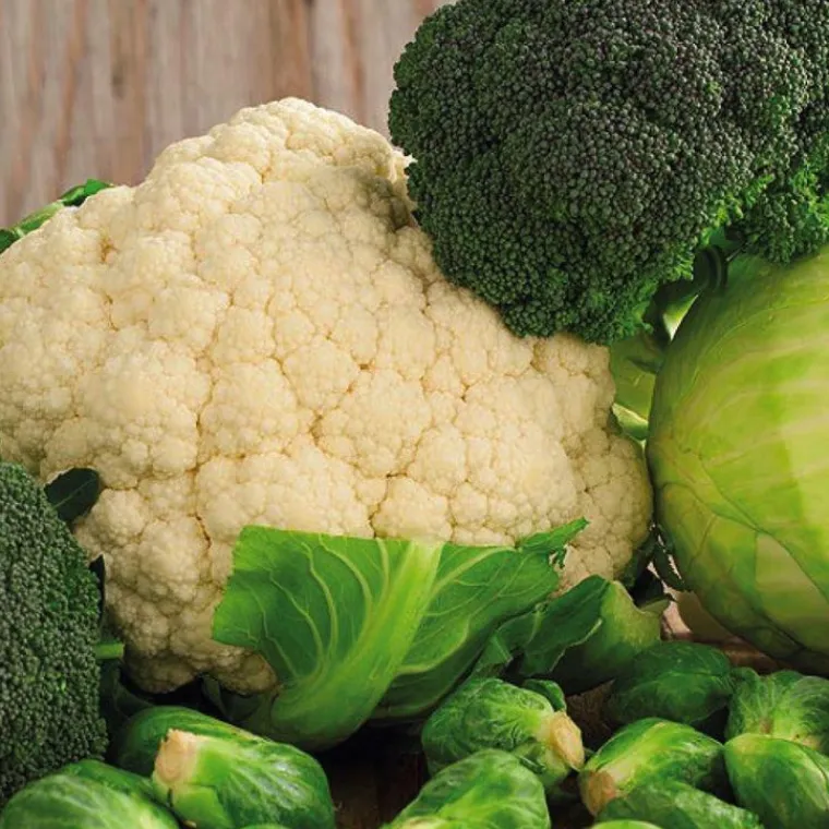 Hot BOTANIC® Choux En Melange Bio. La barquette de 3 plants