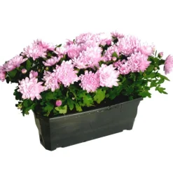 Discount Chrysantheme Multifleurs Fricky - La jardinière de 30 cm