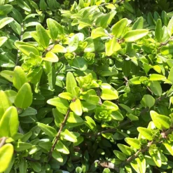 Hot Chèvrefeuille à feuille de buis Maigrun vert. Le pot de 1 litre