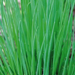 Clearance BOTANIC® Ciboulette Bio. La motte de 4x4 cm