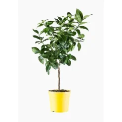 Discount Citronnier 4 Saisons. Le pot de 5 litres