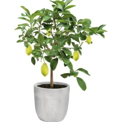 New Citronnier Caviar. Le pot de 5 litres