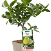 Outlet BOTANIC® Citronnier De Padou Bio. Le pot de 3 litres