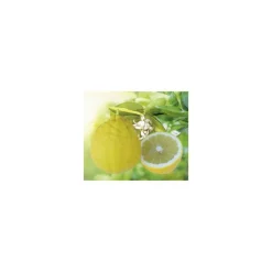 Outlet BOTANIC® Citronnier De Padou Bio. Le pot de 3 litres