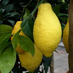 Clearance Citronnier. Le pot de 18 litres forme cercle