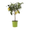 Online Citronnier. Le pot de 5 litres