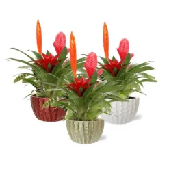 Online Composition de bromeliacées coloris multicolore avec son pot