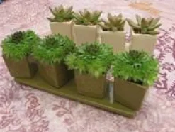 New BOTANIC® Composition de cactées