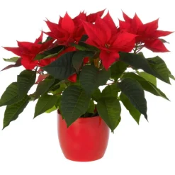 New Composition florale poinsettia - Ø 14 cm
