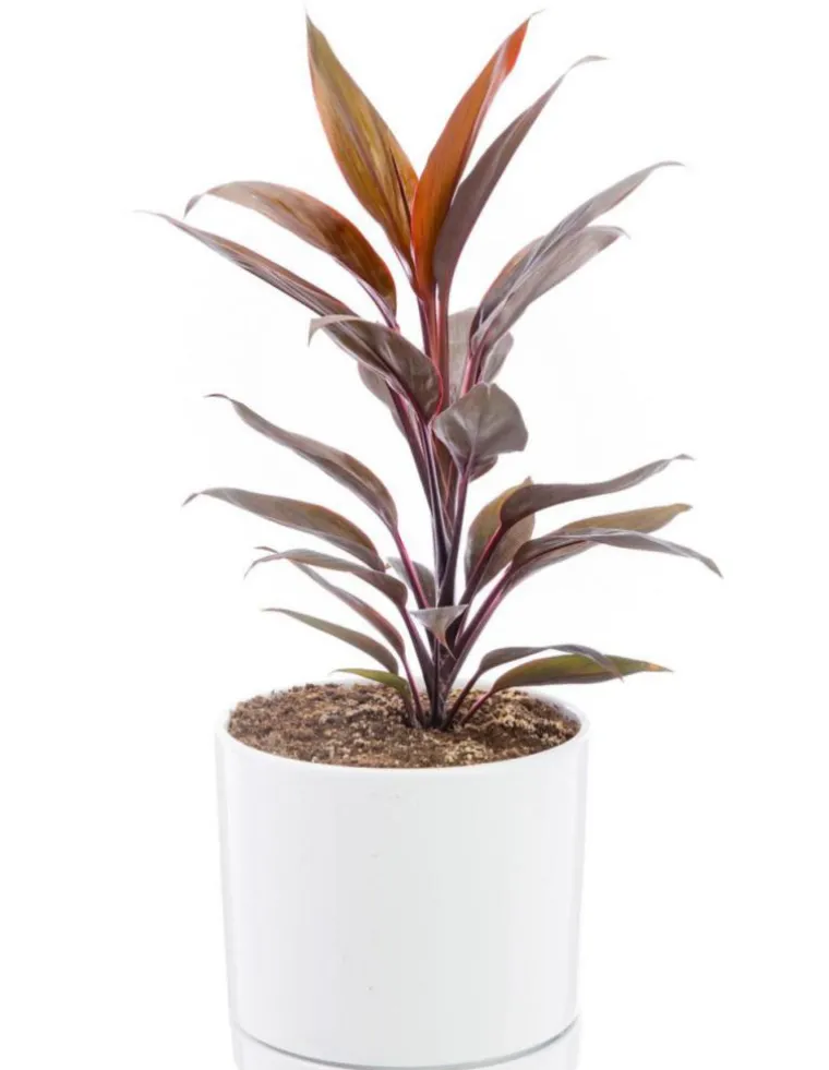 Online BOTANIC® Cordyline rose en pot blanc émaillé . Le pot Ø 18 cm