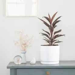 Online BOTANIC® Cordyline rose en pot blanc émaillé . Le pot Ø 18 cm
