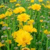 Online BOTANIC® Coreopsis Grandiflora Solanna jaune double - Le pot de 9 x9 cm