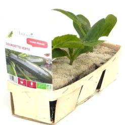 Discount BOTANIC® Courgette Verte Zodiac Bio. La barquette de 3 plants