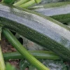 Discount BOTANIC® Courgette Verte Zodiac Bio. La motte de 7x7 cm