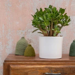 Discount BOTANIC® Crassula argentea en pot blanc émaillé H 10 x Ø 20 cm