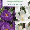 Clearance BOTANIC® Crocus en mélange coloris violet et blanc - 10 bulbes