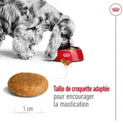 New ROYAL CANIN Croquette pour chien adulte de taille moyenne - 15 kg
