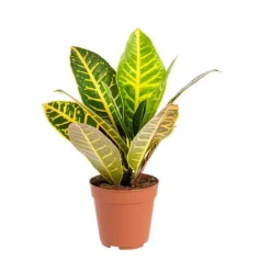 Sale Croton Petra pot Ø13 cm/ H45 cm