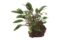 Online Cryptocoryne Beckettii Petchii Sur Roche S