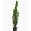 Online Cupressus Sempervirens Totem (Cyprès d'Italie) 100/125 en pot de 10 L vert