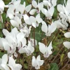 Best BOTANIC® Cyclamen Hederifolim blanc - Le pot de 9 x 9 cm