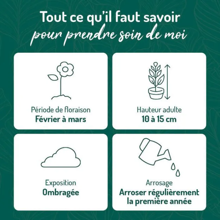 Best BOTANIC® Cyclamen Hederifolim blanc - Le pot de 9 x 9 cm