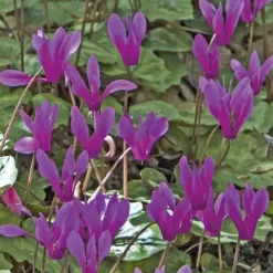 Online BOTANIC® Cyclamen Hederifolim Pourpre - Le pot de 9 x 9 cm