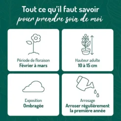 Online BOTANIC® Cyclamen Hederifolim Pourpre - Le pot de 9 x 9 cm