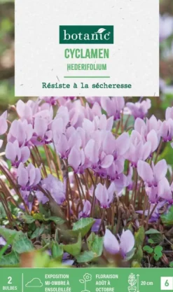 Online BOTANIC® Cyclamen hederifolium en mélange - 2 bulbes