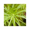 New Cyperus Papyrus - Le pot de 5 litres