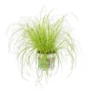 Sale Cyperus Zumula ou Herbe à chat pot Ø12 cm