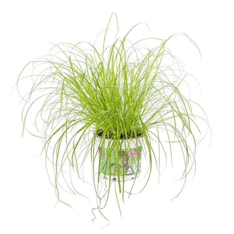 Sale Cyperus Zumula ou Herbe à chat pot Ø12 cm