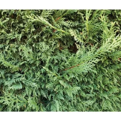 Sale BOTANIC® Cyprès de Leyland Fastigié - pot 10 L