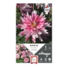 New ERNEST TURC Dahlia bn friandise rose strié blanc - 1 bulbe
