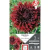 Clearance ERNEST TURC Dahlia cactus dentelle Kenora Mackob bordeaux - 1 bulbe