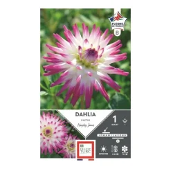 Online ERNEST TURC Dahlia cactus Hayley blanc pointe rose - 1 bulbe