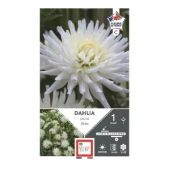 Clearance ERNEST TURC Dahlia cactus Orion blanc pur - 1 bulbe