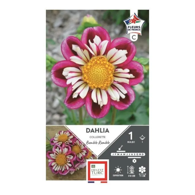 ERNEST TURC Dahlia collerette Bumble Rumble fuchsia - 1 bulbe